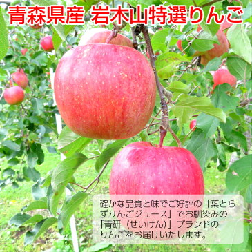 送料無料 青森 りんご 岩木山特選りんご サンふじ 10kg(28-32玉前後) 特選大玉 贈答用ランク 青森県産 産地直送 青研 | お土産 果物 ギフト フルーツ 贈答用 内祝い 贈答用りんご 大玉 リンゴ さんふじ 弘前 フルーツギフト 贈答品 林檎 お歳暮 御歳暮 冬ギフト