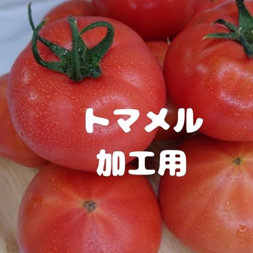 【予約受付中】トマメル 加工用 トマト 山口県産 訳アリ野菜 とまと 2kg 4kg 産地直送 お試し 大玉トマト 箱 箱売り tomato 美味しいトマト 高糖度トマト 食品 高糖度 おいしい 甘い 旨味 ミネラル成分 豊富 プレミアム ビタミンC リコピン