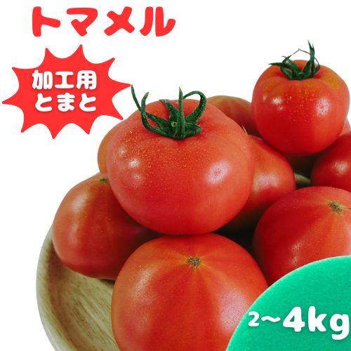 【楽天お買い物マラソンP2倍】[予約受付中】トマメル 加工用 トマト 2kg 4kg 訳あり とまと 山口県産 箱売り あまいトマト 産地直送 お試し 大玉トマト 箱 tomato 美味しいトマト 高糖度トマト 訳ありトマト 高糖度 不揃い野菜 訳アリ野菜 山口県 下関市 食品 おいしい 甘い