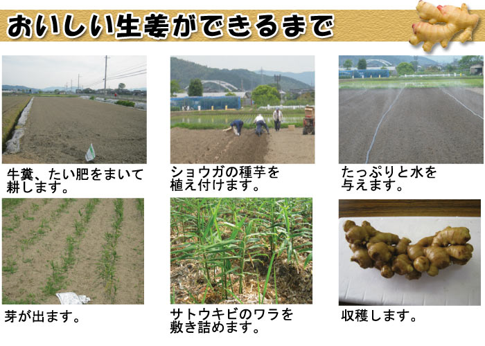 【即納!】【加糖】こうのとり生姜シロップ（150ml）×4本セット【無添加】兵庫県豊岡市産しょうが/冷え性/ひょうご安心ブランド/豊岡/酢しょうが/酢生姜/無糖　ジンジャーシロップ　かき氷シロップに♪@