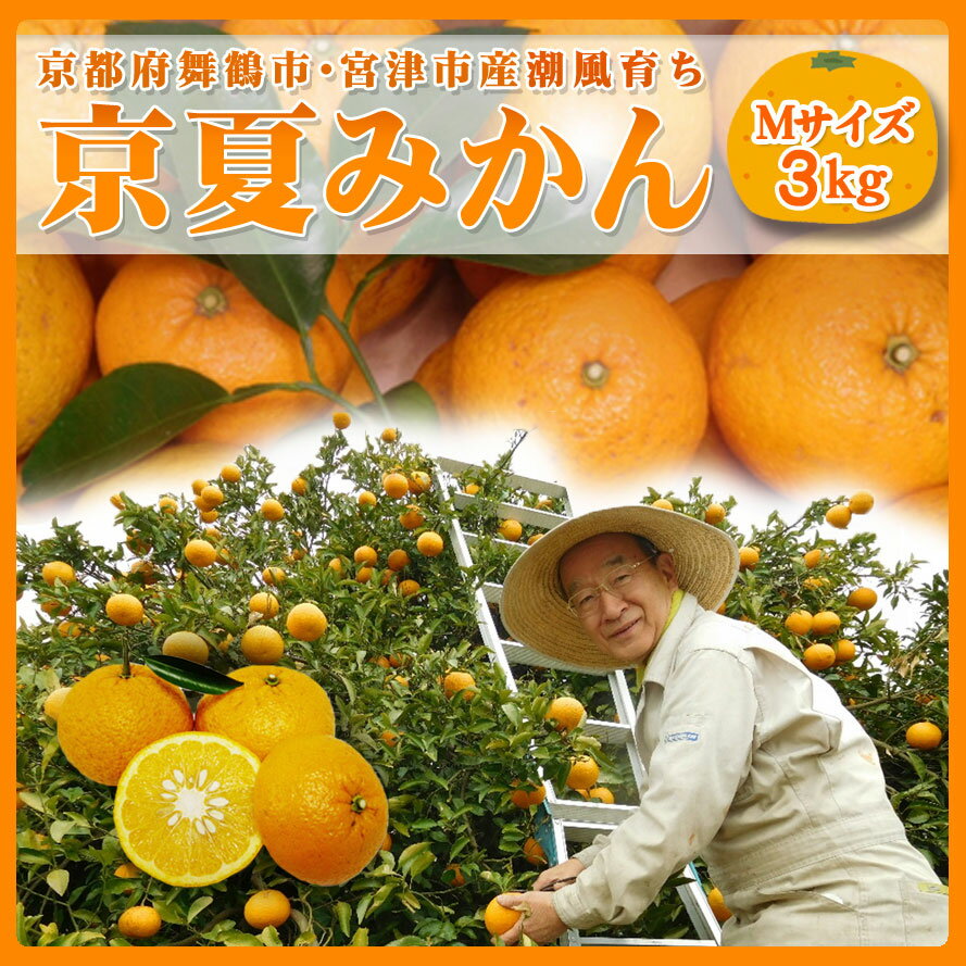 京都/舞鶴市・宮津市産潮風育ち　京都産　京夏みかん Mサイズ　3kg（約12個入）/京都府産/京都府/みかん/京夏/摘みたて/くだもの/なつ..