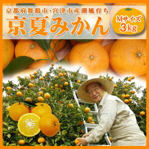 京都/舞鶴市・宮津市産潮風育ち　京都産　京夏みかん Mサイズ　3kg（約12個入）/京都府産/京都府/みかん/京夏/摘みたて/くだもの/なつみかん/ナツミカン【農薬不使用】