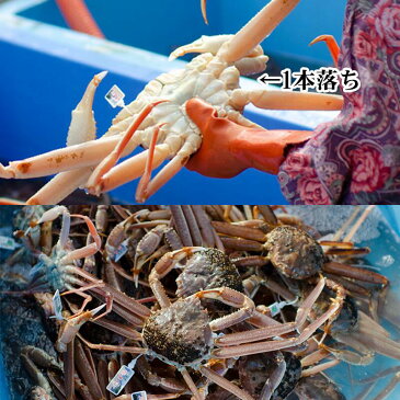 訳ありセール送料無料! 茹で松葉ガニ姿(約600g)かにすき お刺身 かに カニ 蟹 ずわい ズワイ 松葉かに ズワイガニ かに鍋 御歳暮 かに 通販 カニ焼きガニ ブランド蟹 タグ付き