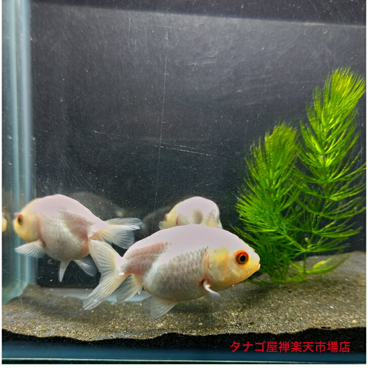 白 ランチュウ弥冨加藤氏 約6センチ1匹 送料無料 金魚 キンギョ 白 らんちゅう 観賞魚 淡水魚 生体 ペット アクアリウム