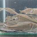 イチモンジタナゴ3~6センチ オスメスランダム3匹 セット送料無料 モンジ タナゴ たなご 川魚 観賞魚 生体 淡水魚 日本産淡水魚 ペット 稚魚 アクアリウム