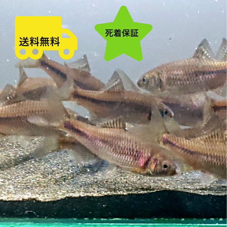 マタナゴ 5〜6センチ オス1匹 送料無料 タナゴ たなご マタナ 川魚 ニッタン 観賞魚 日本産淡水魚 淡水魚 生体 ペット 稚魚