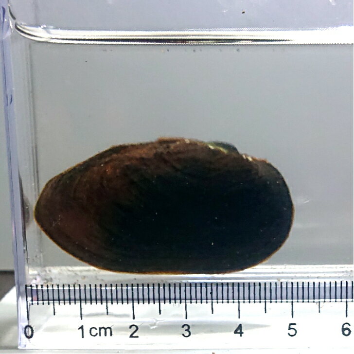 ������4�������6�����20ɤ���å� ����̵�� ���糭 ���ʥ� ���ʤ������� ������� ��� �Ѿ޵� ø��� ���� �ڥå� �յ� �������ꥦ��