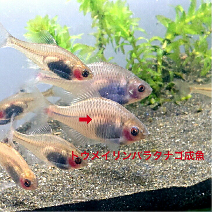 トウメイリンバラタナゴ 4〜6センチ オス メス無選別3匹セット 送料無料 タナゴ たなご バラ タイバラ オカメ 日本産淡水魚 生体 川魚 観賞魚販売 生体 ペット アクアリウム