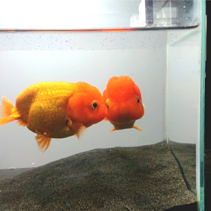 ランチュウ 弥富産加藤氏 約10センチ1匹 送料無料 金魚 らんちゅう キンギョ きんぎょ 観賞魚販 ...