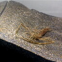 テナガエビ ベビーサイズ 1〜5センチ 無選別 3匹セット 送料無料 手長エビ 販売 エビ えび 生体 観賞 飼育 海老 川魚 淡水魚 テナガエビ生体 観賞魚 癒し ペット 稚魚 アクアリウム 室内飼育 手長海老 かわいい 野外飼育 日本 観賞用 飼育用