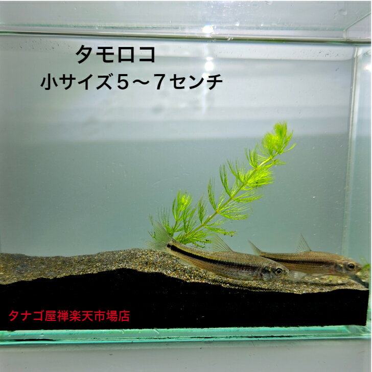 タモロコ 5～7センチ5匹 セット 送料無料 生体 川魚淡水魚 観賞魚 食用 エサ ペット アクアリウム テラリウム