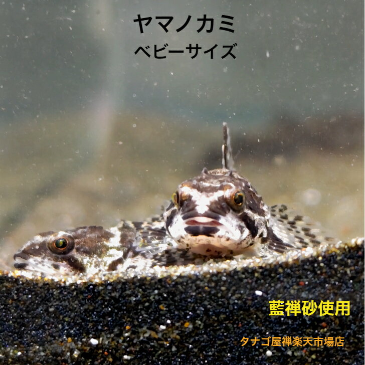 ヤマノカミ 3～5センチ3匹セット ベビーサイズ 送料無料 観賞魚販売 日本産淡水魚 生体 底物 ペット 稚魚
