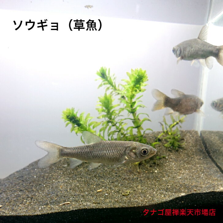 ソウギョ 18～23センチ 3匹セット 送料無料 草魚 そうぎょ 川魚 観賞魚 生体 淡水魚 水草除去 ペット 稚魚 アクアリウム