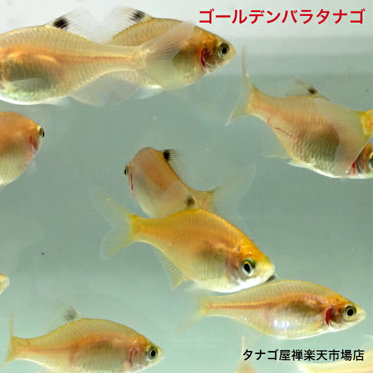 商品情報当店で与えているエサ究極のNフード、おとひめ、あゆスイート、テトラリバーミン、テトラクリル等ゴールデンバラタナゴ 3〜4センチ オス1匹メス2匹3匹セット 送料無料 タイリクバラタナゴ タナゴ たなご タイバラ オカメタナゴ 淡水魚 生体 川魚 観賞魚 生体 ペット 稚魚 飼育・繁殖・改良が楽しめる 入門種水槽飼育や池飼育で良く目立つ ●本種はタイリクバラタナゴの改良品種です。お届けするのはベビーサイズですので、オスメス無選別の5匹セットです。飼育は容易で他の魚との混泳もできます。タイリクバラタナゴはアジア大陸と台湾が原産の淡水魚、日本へは長江から他の魚に混じって1940年代に移植されています。現在では、沖縄県を除く日本全国に生息分布が広がっている。体高が高く、オスは肩部が盛り上がり、繁殖期のオスは、背部が青緑色に輝き、頭部側面から胸部にかけては紅赤色になります。また、背ビレ、しりビレの緑と尾ビレの中央が赤くなり、産地ごとに魚の色味や形が違う鑑賞価値の高いタナゴ。平野部の池沼、河川下流域や用水路の淀んだ場所に生息し、水生昆虫などの底生動物などを食べています。寿命は2〜3年。飼育もしやすく、繁殖もできるし、他の種類のアルビノバラやトウメイリンバラタナゴと掛け合わせて自分だけのタナゴを作ったりと楽しみもたくさんなタナゴです。繁殖期は4月〜6月、温度を調整すれば1年中繁殖できて、当店ではドブ貝など5センチ〜20センチぐらいの貝に産卵させています。当店で与えているエサは、Nフード・おとひめ・ひかりクレストプレコ等なんでも良くたべます。●画像の魚は参考画像です。●死着保障有ります。●お届けする季節によって撮影時より色味が変化する事があります。●沖縄県・九州・北海道からのご注文は別途￥650がかかりますので考慮にいれてご注文してください。●ご都合で受け取れない日時がある場合には必ずご注文時当店にメールか御電話にてお知らせください。確実に受け取りができるときに日時指定で発送させていただきます。 2