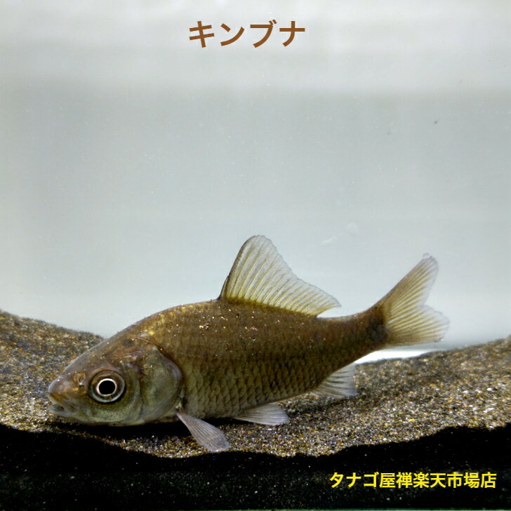 ギンブナ（埼玉県産）4〜10センチ5匹セット 送料無料 銀鮒 フナ 川魚 淡水魚 観賞魚 生体 ペット 稚魚 アクアリウム