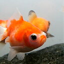 ピンポンパール(国産)約4~7センチ1匹 送料無料 金魚 キンギョ きんぎょ 観賞魚 淡水魚 生体 ペット 稚魚