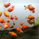 ピンポンパール(国産)約4~7センチ2匹セット 送料無料 金魚 キンギョ きんぎょ 観賞魚 淡水魚 生体 ペット 稚魚