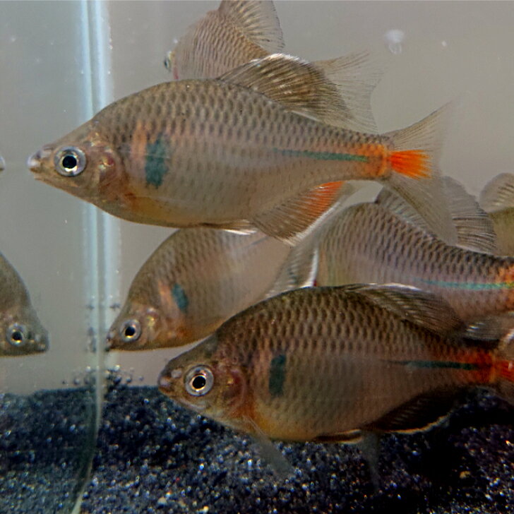 ハッカ タナゴ 4〜6センチ1ペア オス1匹メス1匹 合計2匹 送料無料 タナゴ たなご 川魚 観賞魚 淡水魚 生体 ペット 稚魚