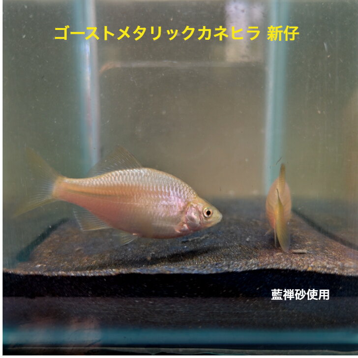 ゴールドメタリック カネヒラ 4～6センチ オス1匹 送料無料 タナゴ たなご 観賞魚販売 日本産淡水魚 淡水魚 生体 カネヒラ かねひら ペット アクアリウム