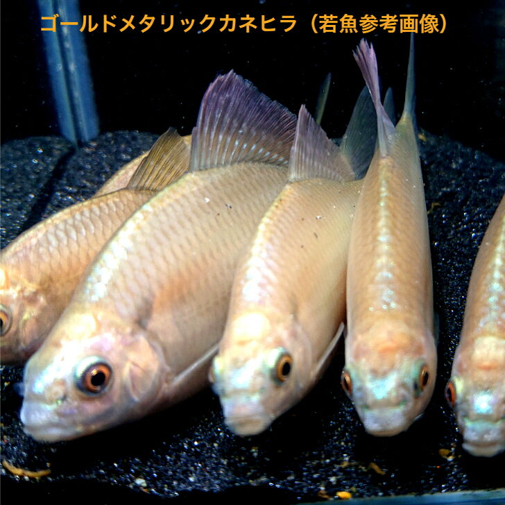 ゴールドメタリック カネヒラ（カガミリン系） 5～7センチ 1ペアオス1匹メス1匹合計2匹 送料無料 タナゴ たなご 観賞魚販売 日本産淡水魚 生体 ペット 稚魚 アクアリウム