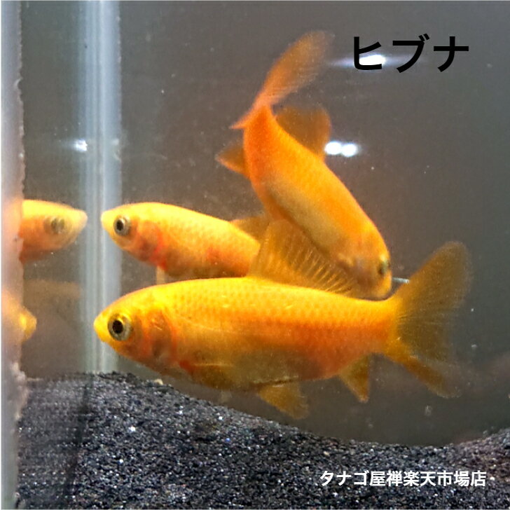 ヒ ブナ 約5～7センチ 1匹 送料無料 川魚 淡水魚 観賞魚 生体 コイ 鯉 こい フナ 鮒 ふな ペット 稚魚のサムネイル