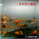タマサバ 3匹セット 1~3センチ送料無料 玉サバ 金魚 キンギョ きんぎょ 観賞魚 生体 金魚種類 ペット 稚魚