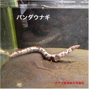 パンダ ウナギ 約60センチ1匹送料無料ウナギ販売川魚観賞魚日本産淡水魚生体ペットアクアリウム