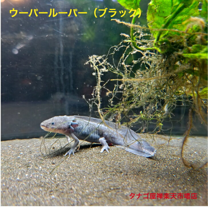 ウーパールーパー（ブラック）9～11センチ1匹送料無料 サンショウウオ イモリ 観賞用 生体 ペット 稚魚 アクアリウム