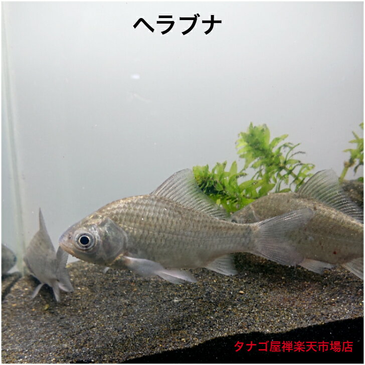 ヘラブナ 5～9センチ 1匹 送料無料 ヘラ へら へらぶな 川魚 淡水魚 観賞魚 生体 フナ 鮒 ペット アクアリウムのサムネイル