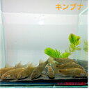 キンブナ 約5~8センチ1匹送料無料 金鮒 フナ 川魚 淡水魚 観賞魚 生体 ペット 稚魚 アクアリウム