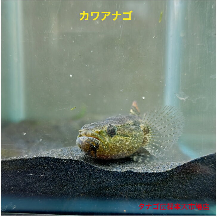 カワアナゴ（高知県四万十川産）約8センチ1匹 送料無料 川魚 観賞魚 淡水魚 生体 底物 ペット 稚魚 アクアリウム