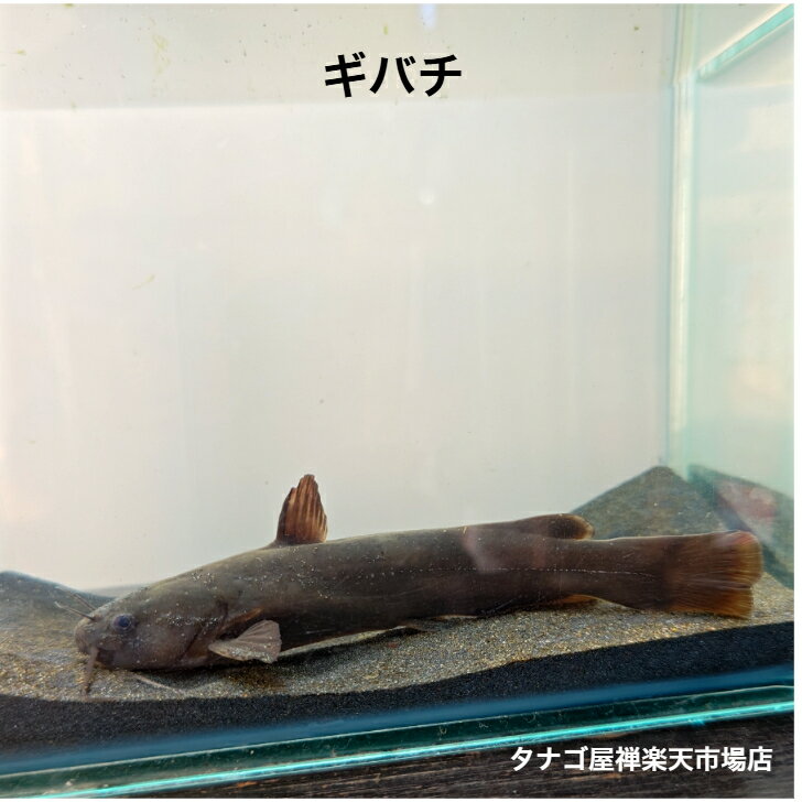 ギバチ 約4～7センチ1匹 送料無料 生体 川魚 淡水魚 観賞魚 底物 ペット アクアリウム