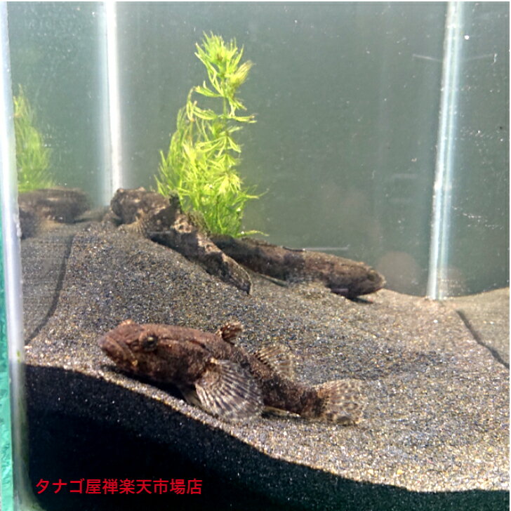 ドンコ 2～4センチ2匹セット 送料無料 川魚販売 観賞魚販売 日本産淡水魚 生体 底物 ペット 稚魚 アクアリウムのサムネイル