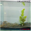 二ホンバラタナゴ(佐賀県産)3~4センチ1ペアオス1匹メス1匹合計2匹送料無料タナゴたなごニッパラニチバラ日本バラタナゴ1ペア2匹ニッパラニチバラ川魚観賞魚淡水魚生体ペット稚魚アクアリウム