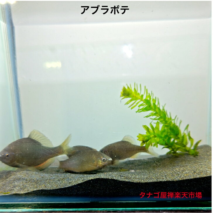 アブラボテ （壱岐産ブリード）2～5センチ 無選別7匹セット販売 送料無料 タナゴ たなご ボテ 川魚 観賞魚 淡水魚 生体 ペット アクアリウム