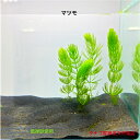 マツモ3本セット(20センチ)水草販売金魚のエサ川魚のエサ水質浄化観賞魚日本産淡水魚生体ペット稚魚アクアリウム