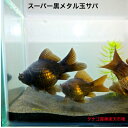 スーパー黒メタル玉サバ7~10センチ3匹セット送料無料タマサバ金魚販売キンギョきんぎょ観賞魚販売生体ペット稚魚アクアリウム