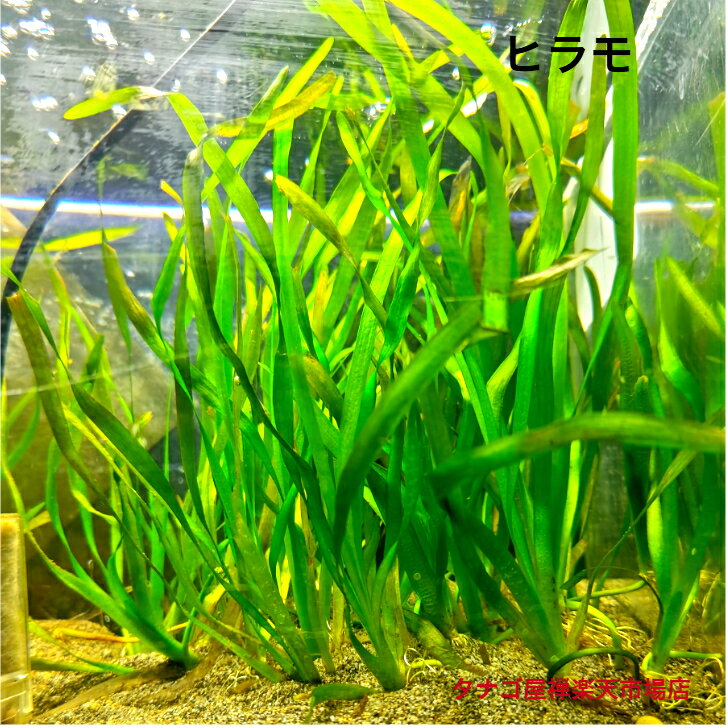 ヒラモ（熊本県産）小株3セット水草販売金魚のエサ川魚飼育のレイアウト水質浄化観賞魚日本産淡水魚生体ペット稚魚アクアリウム