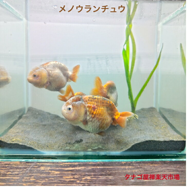 メノウランチュウ 約8センチ1匹 送料無料 金魚販売 らんちゅうキンギョきんぎょ観賞魚 淡水魚生体  ...