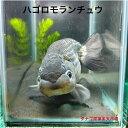 ハゴロモランチュウ 3才 約14センチ1匹送料無料金魚販売らんちゅうキンギョきんぎょ観賞魚淡水魚生体ペット稚魚アクアリウム