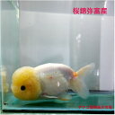 桜錦 弥富産14センチ1匹送料無料サクラニシキ金魚販売キンギョきんぎょ観賞魚淡水魚生体ペット稚魚アクアリウム