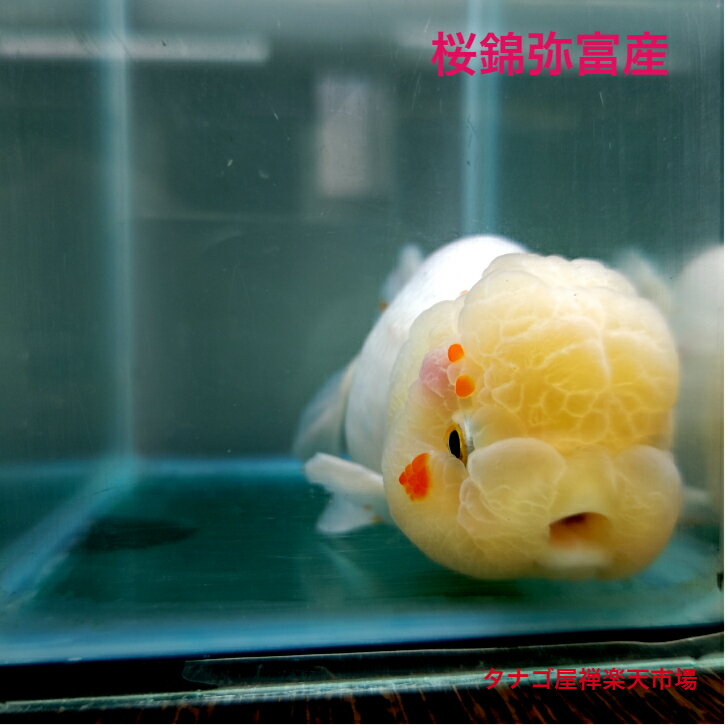 桜錦 弥富産加藤氏 約10センチサイズ1匹 送料無料 サクラニシキ 金魚販売キンギョ ...