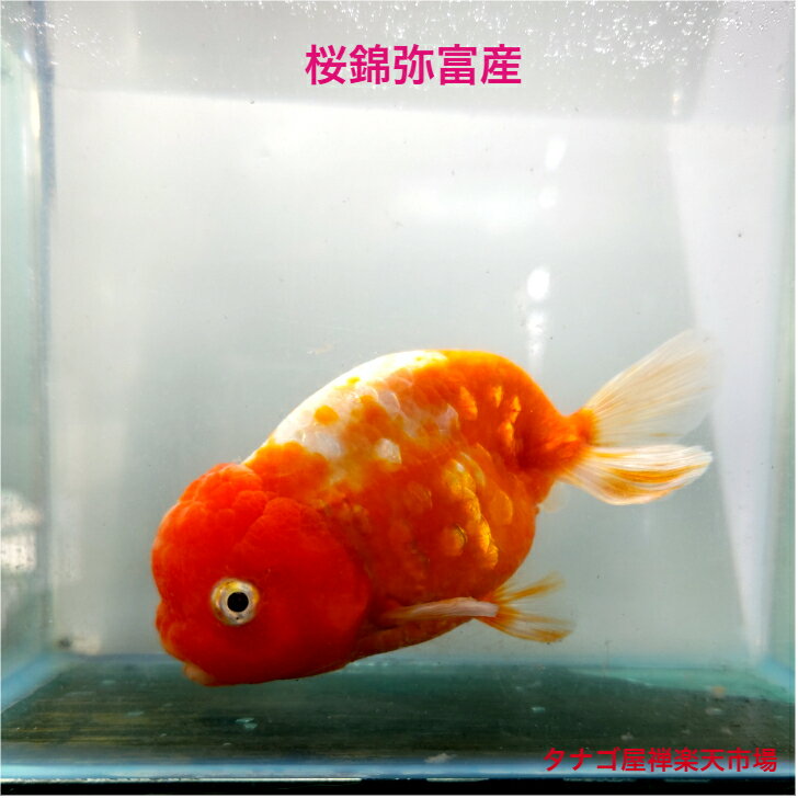 樂天商城 - 桜錦 弥富産加藤氏 約10センチサイズ1匹 送料無料 サクラニシキ 金魚販売キンギョ きんぎょ 観賞魚 淡水魚生体 ペット 稚魚 アクアリウム