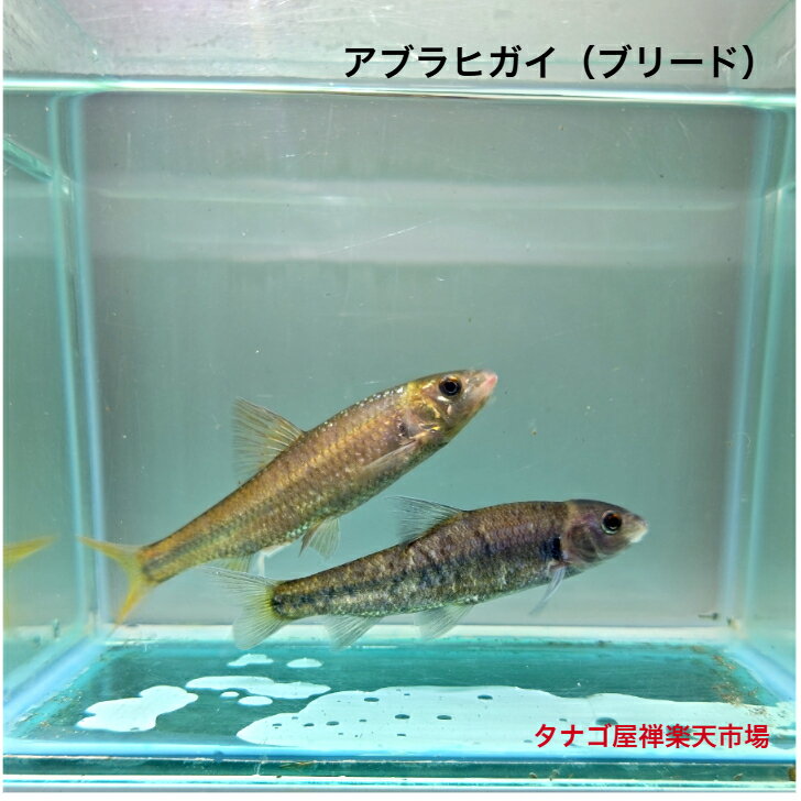 アブラヒガイ（ブリード）約10～12センチ 1ペア オス1匹メス1匹 合計2匹 送料無料 （画像の個体をお届けします）ヒガイ 観賞魚販売 日本産淡水魚 生体 ペット
