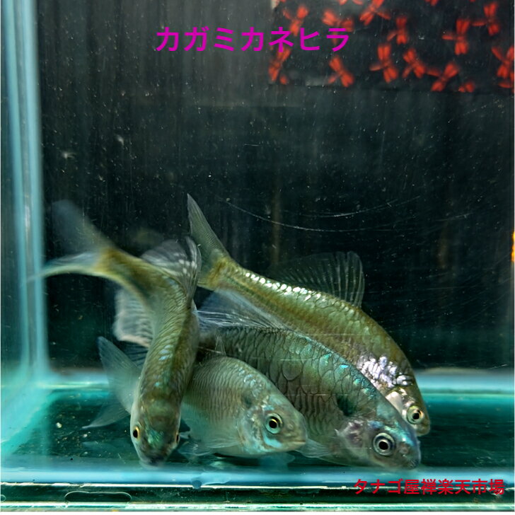 �����ߥ�� �᥿��å����ͥҥ� 5��8����� 1�ڥ��ܥ᥹1ɤ ����1ɤ�᥹2ɤ ���3ɤ���å� ����̵�� ���ʥ� ���ʤ� �Ѿ޵����� ���ܻ�ø��� ���� ����...