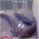 イワトコナマズ 30〜40センチ2匹セット 送料無料 いわとこ なまず 岩床ナマズ 琵琶湖固有種 生体 川魚 日本産淡水魚 観賞魚販売 底物 ペット アクアリウ...