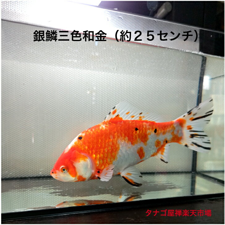 銀鱗三色和金 約25センチ 1匹 送料無料 （画像個体をお届けします） 金魚販売 キンギョ きんぎょ 観賞魚 生体 金魚種類 ペット アクアリウム