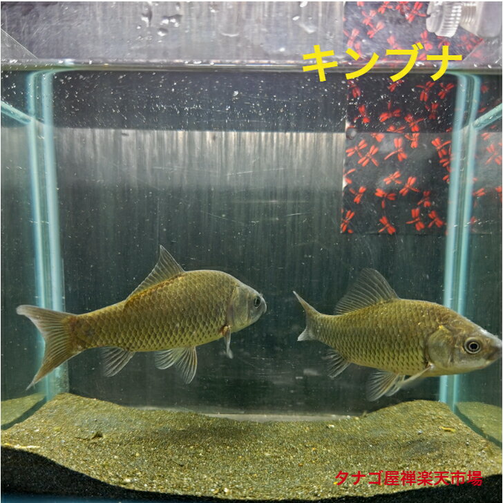 キンブナ （宮城県産）8～11センチ2匹セット送料無料 金鮒 フナ 川魚 日本産淡水魚 観賞魚販売 生体 ペット 稚魚 アクアリウム