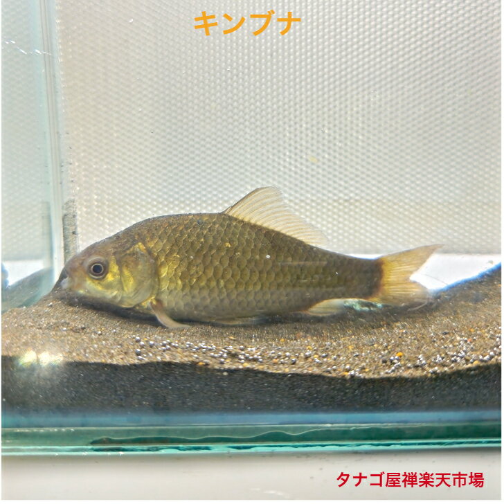 キンブナ （宮城県産）約5センチ1匹 送料無料 金鮒 フナ 川魚販売 日本産淡水魚 観賞魚 生体 ペット 稚魚 アクアリウム