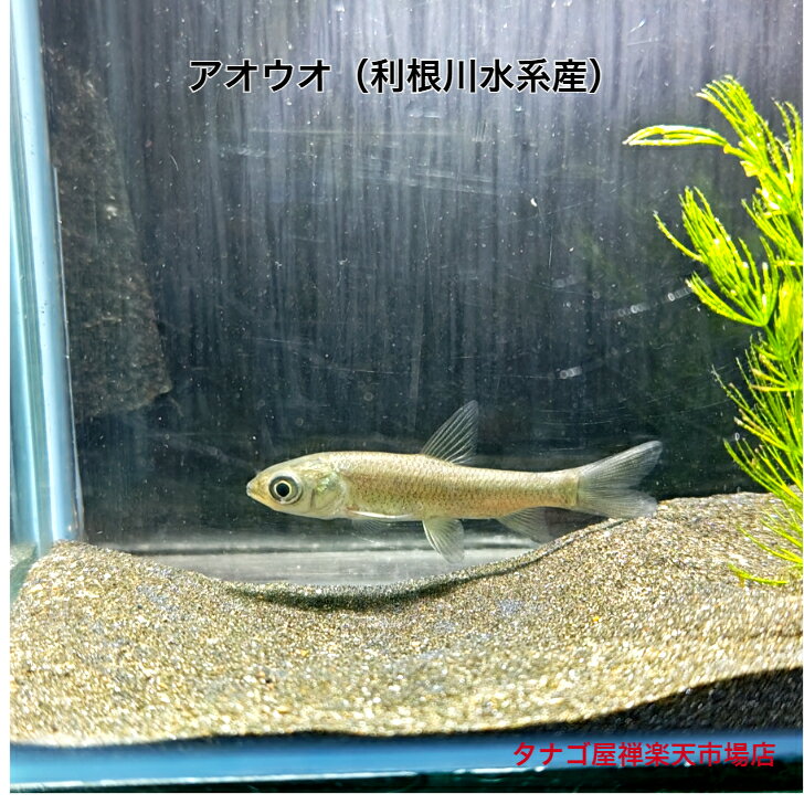 アオウオ （利根川水系産）約8センチ 1匹送料無料 生体 川魚 日本産淡水魚 観賞魚販売 アクアリウム ペット 稚魚